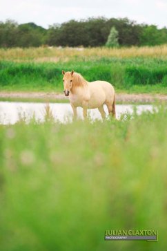 Wild Ponies on the Norfolk Broads